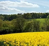 summer field in the cotswolds